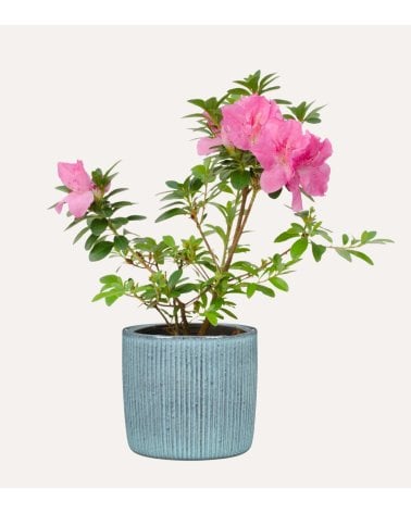 Maceta Lagoon a Rayas de Cerámica