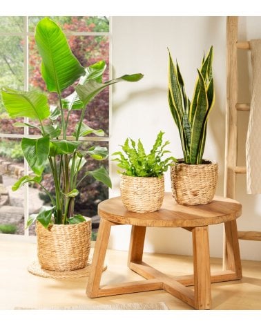 Maceta Hyacinth de Fibra de Jacinto