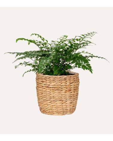 Maceta Hyacinth de Fibra de Jacinto