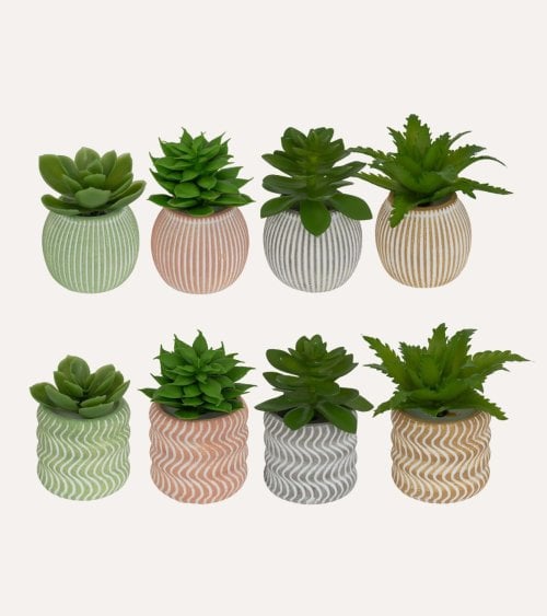 Suculenta Decorativa Ubi en Maceta de Cemento