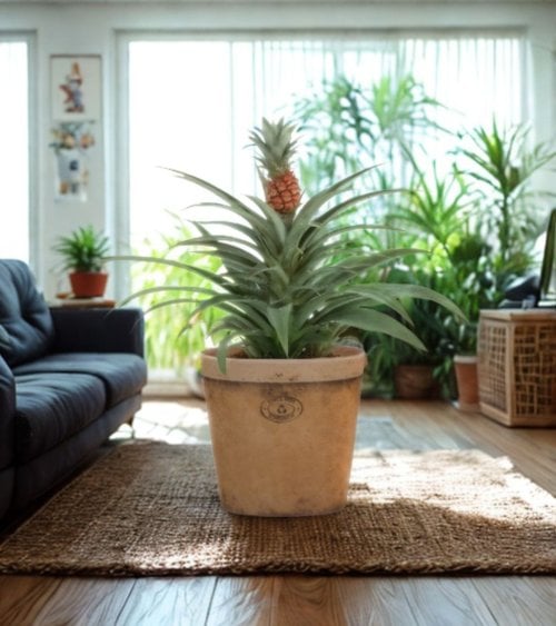 Maceta Toscana de Barro