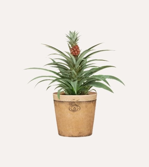 Maceta Toscana de Barro