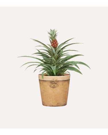 Maceta Toscana de Barro