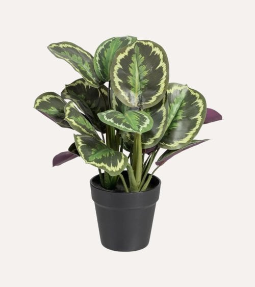 Planta Decorativa Calatea Verde de Plástico