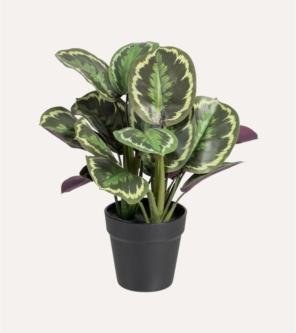 Planta Decorativa Calatea Verde de Plástico