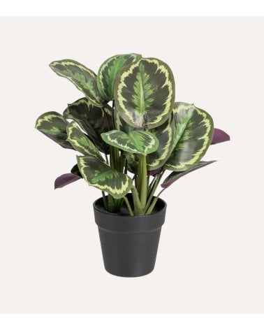 Planta Decorativa Calatea Verde de Plástico
