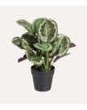 Planta Decorativa Calatea Verde de Plástico