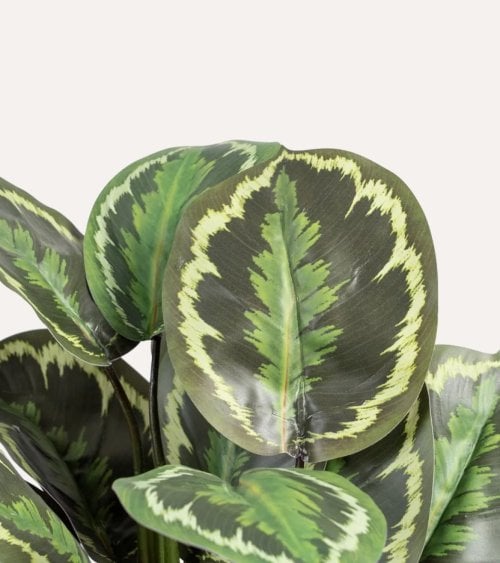 Planta Decorativa Calatea Verde de Plástico