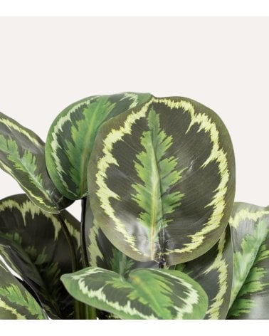 Planta Decorativa Calatea Verde de Plástico