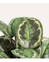 Planta Decorativa Calatea Verde de Plástico