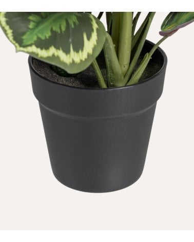 Planta Decorativa Calatea Verde de Plástico