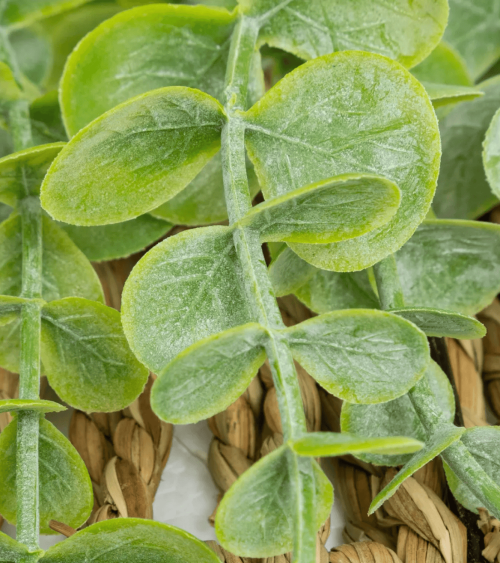Planta Colgante Decorativa Zea de Paja