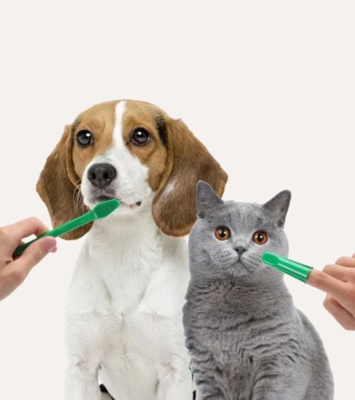 Set de Cepillos y Pasta de Dientes para Mascotas