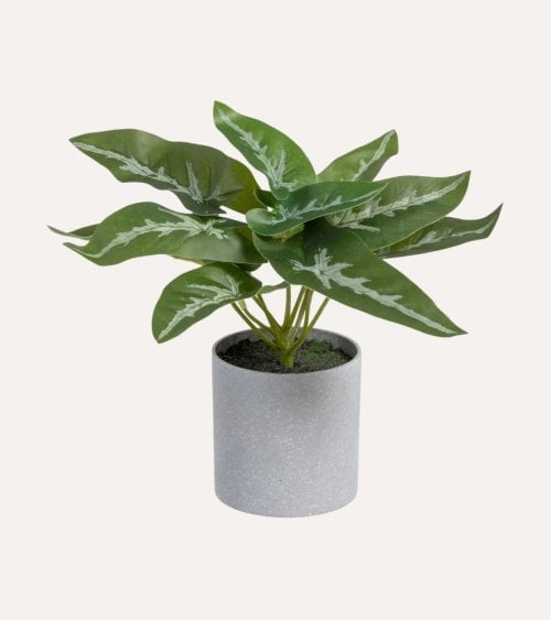 Planta Singonio Decorativa de Plástico y Cemento