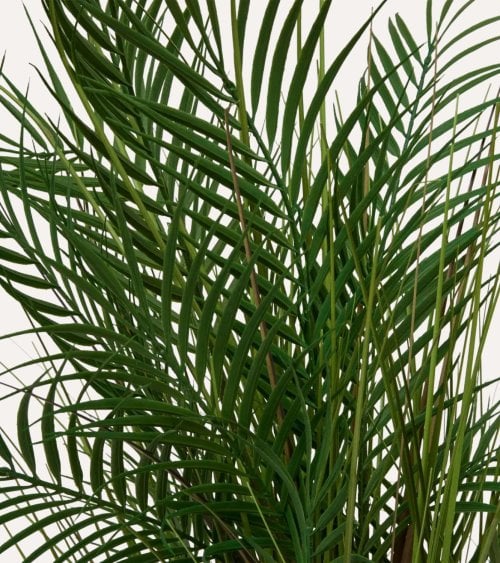 Palmera Decorativa Wojin con Maceta de Cerámica
