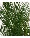 Palmera Decorativa Wojin con Maceta de Cerámica