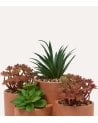 Suculentas Decorativas en Maceta Múltiple