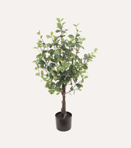 Arbusto Decorativo Pittosporum en Maceta de Plástico