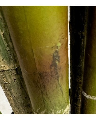 Palmera Artificial Kentia en Maceta de Plástico Negra-2