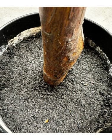 Magnolio Artificial en Maceta de Plástico 160 cm-2