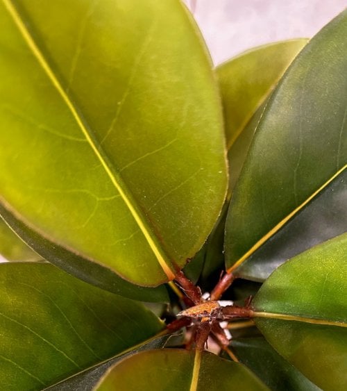 Magnolio Artificial en Maceta de Plástico 160 cm-3