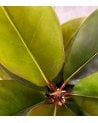 Magnolio Artificial en Maceta de Plástico 160 cm-3