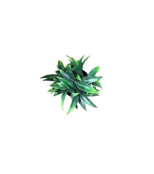 Planta Artificial con Maceta Negra Liam 8 cm-2