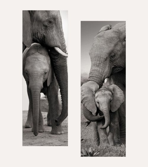 Cuadro Lienzo Alto Elefante de Madera