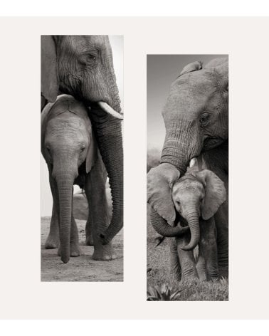 Cuadro Lienzo Alto Elefante de Madera