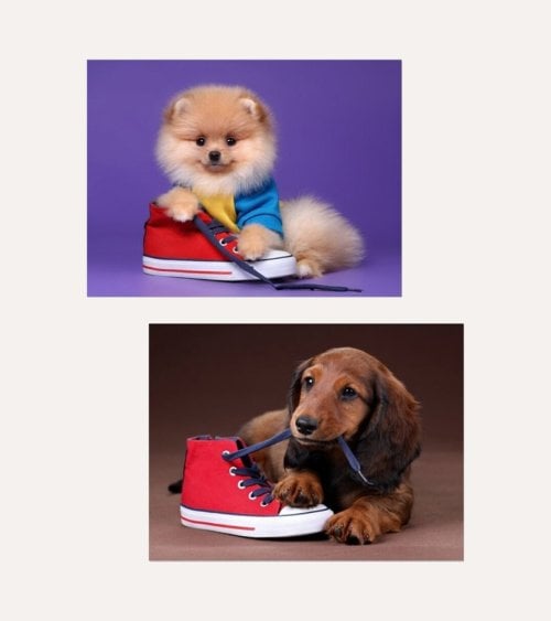 Cuadro Impreso Perro con Zapato de Lienzo