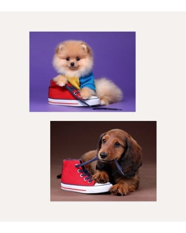 Cuadro Impreso Perro con Zapato de Lienzo