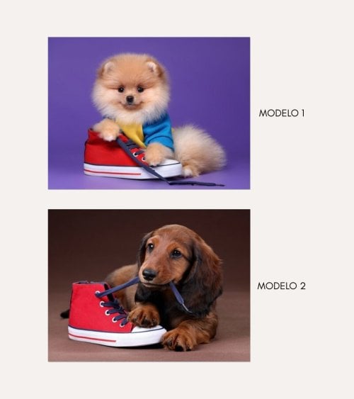 Cuadro Impreso Perro con Zapato de Lienzo