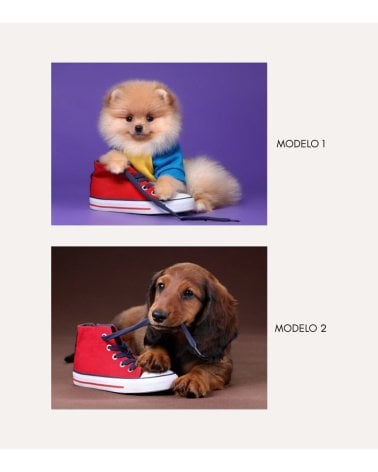 Cuadro Impreso Perro con Zapato de Lienzo