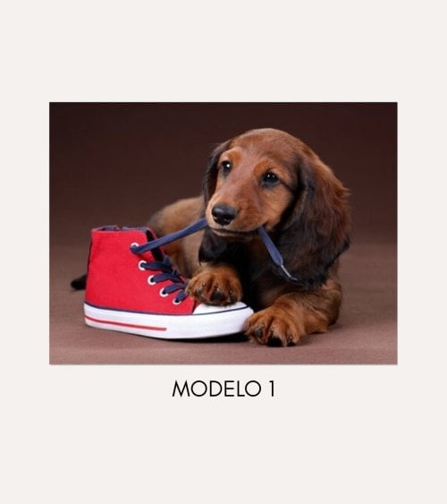 Cuadro Impreso Perro con Zapato de Lienzo