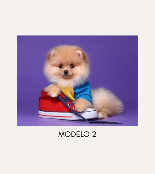 Cuadro Impreso Perro con Zapato de Lienzo