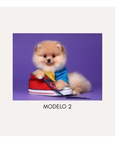 Cuadro Impreso Perro con Zapato de Lienzo