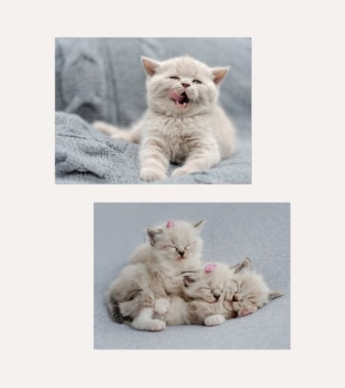 Cuadro Impreso Gatito Durmiendo de Lienzo