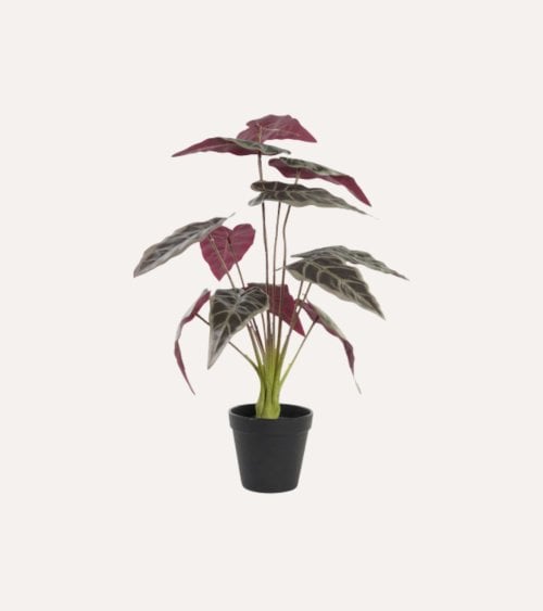 Planta Decorativa Tricolor con Maceta de Plástico