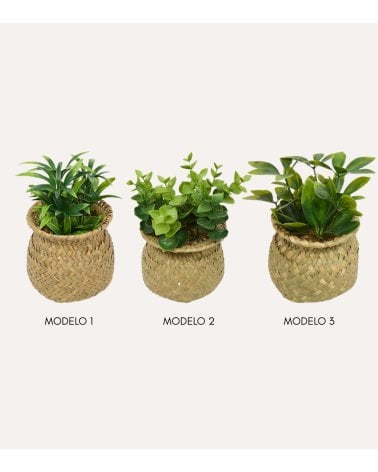 Planta Decorativa Jill en Maceta Tejida