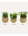 Planta Decorativa Jill en Maceta Tejida