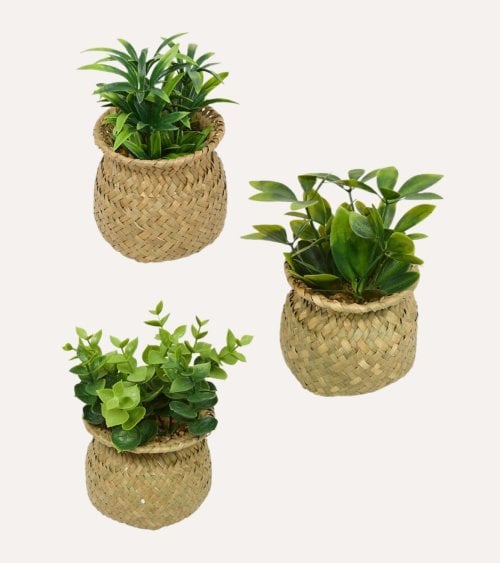 Planta Decorativa Jill en Maceta Tejida