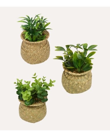 Planta Decorativa Jill en Maceta Tejida