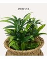 Planta Decorativa Jill en Maceta Tejida