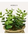 Planta Decorativa Jill en Maceta Tejida