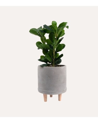 Planta Decorativa con Maceta de Cemento con Patas