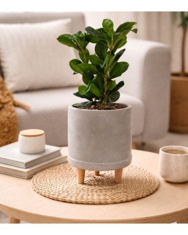 Planta Decorativa con Maceta de Cemento con Patas