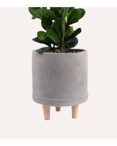 Planta Decorativa con Maceta de Cemento con Patas