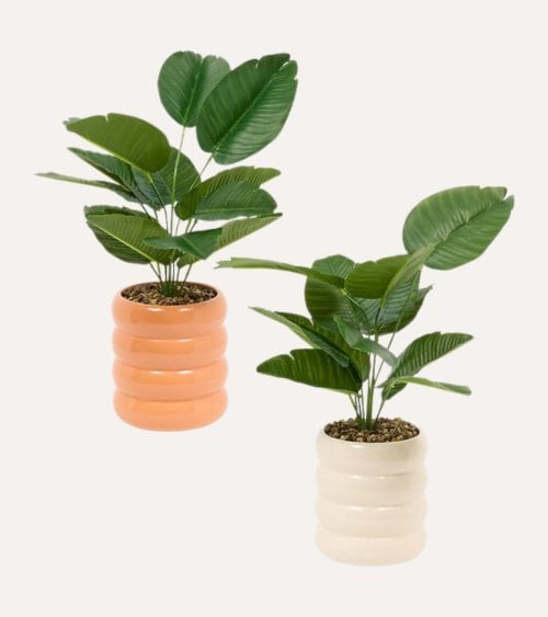 Planta Decorativa Strelitzia en Maceta de Dolomita