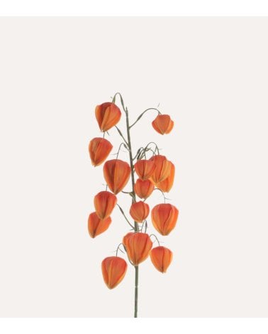 Rama Decorativa Capullos Colgantes Rhypsalis de Plástico