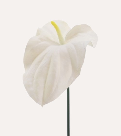 Rama Decorativa Anthurium Toque Realista de Plástico
